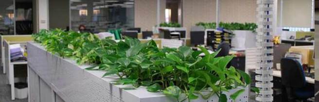 foliage indoor plant